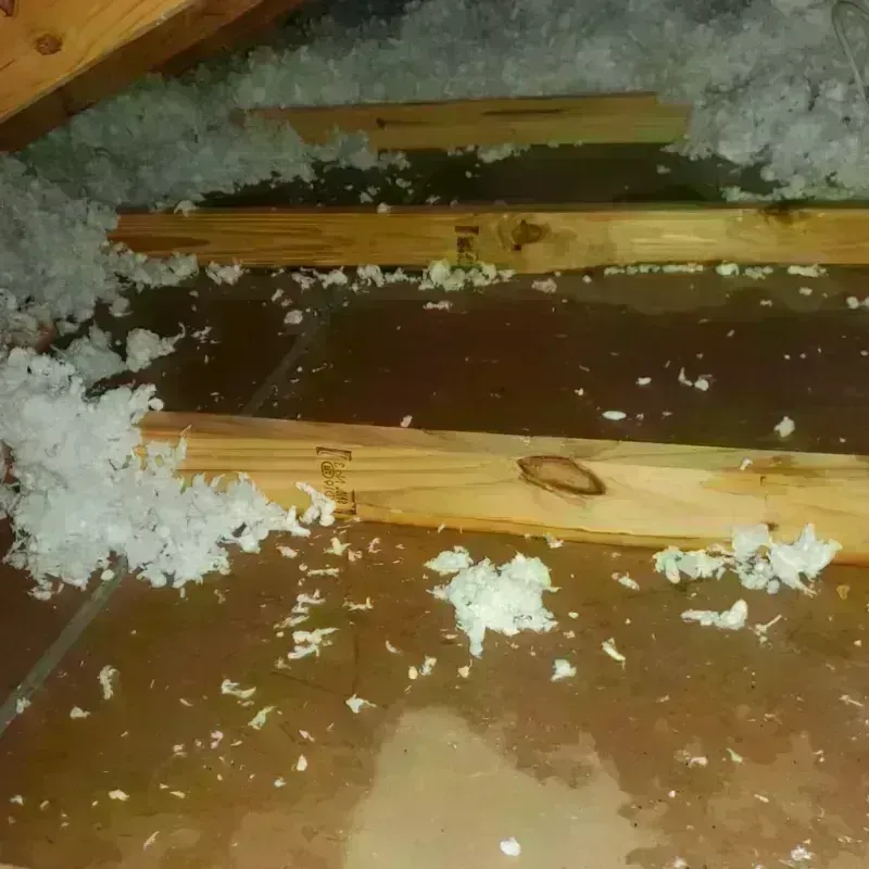 Attic Water Damage in Duval County, TX