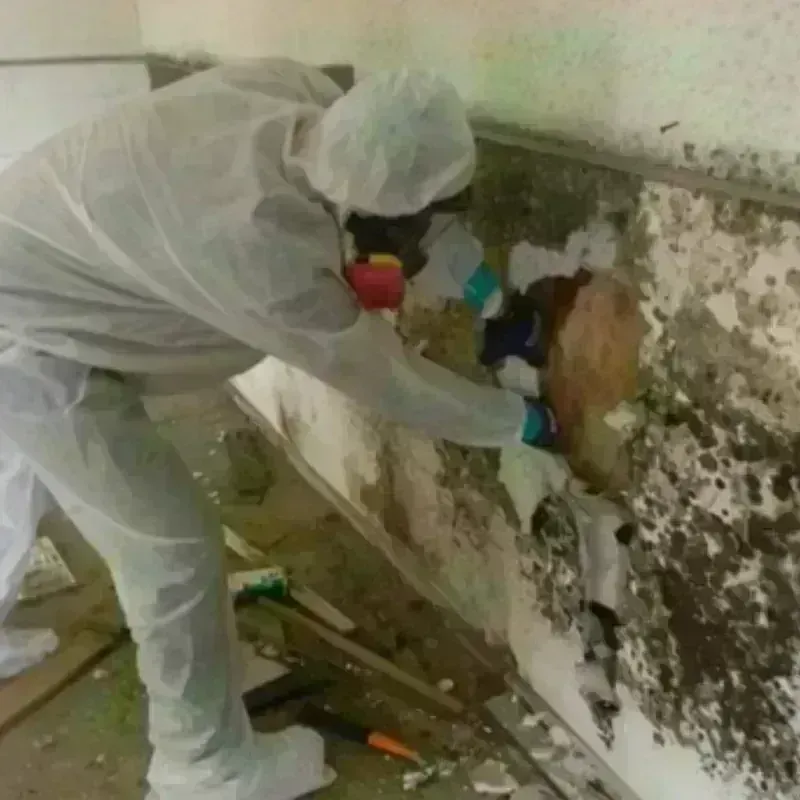 Mold Remediation and Removal in Duval County, TX